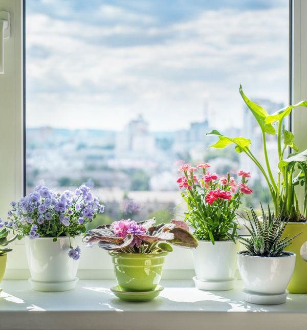 Nekim biljkama smeta kad ih stavite na prozorsku klupicu