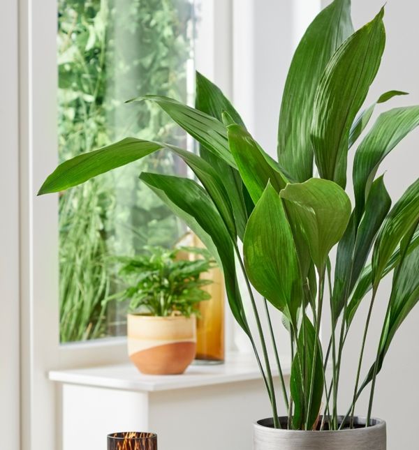 Aspidistra
