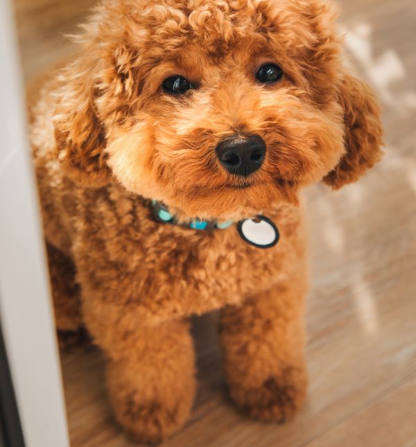 Osim stručnog dijela, The Art of the Poodle je zamišljen kao opušteno druženje i povezivanje vlasnika koji dijele sličan stil života i vrijednosti