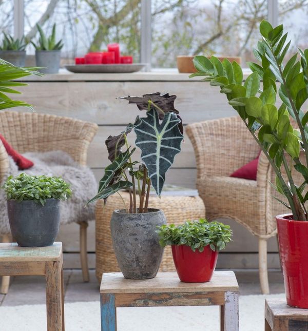 Zima nije vrijeme za zahtjevne biljke