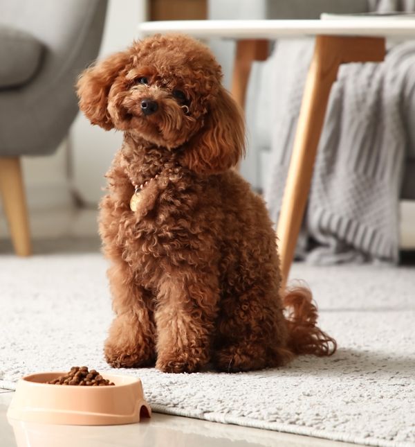 Slatke kovrčavice uopće se ne linjaju i savršene su za alergičare