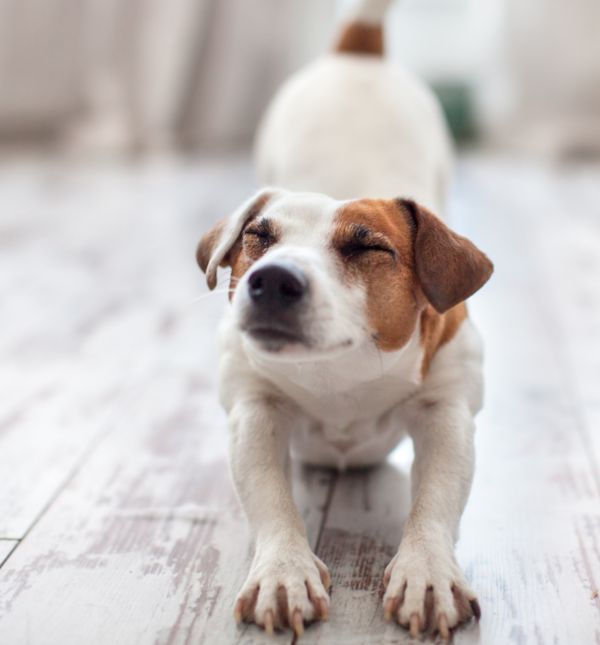 Ako vaš pas ustane, ispruži prednje šape, zaobli leđa ili se cijelim tijelom 'razvuče' čim se pojavite, to u većini slučajeva nije slučajno
