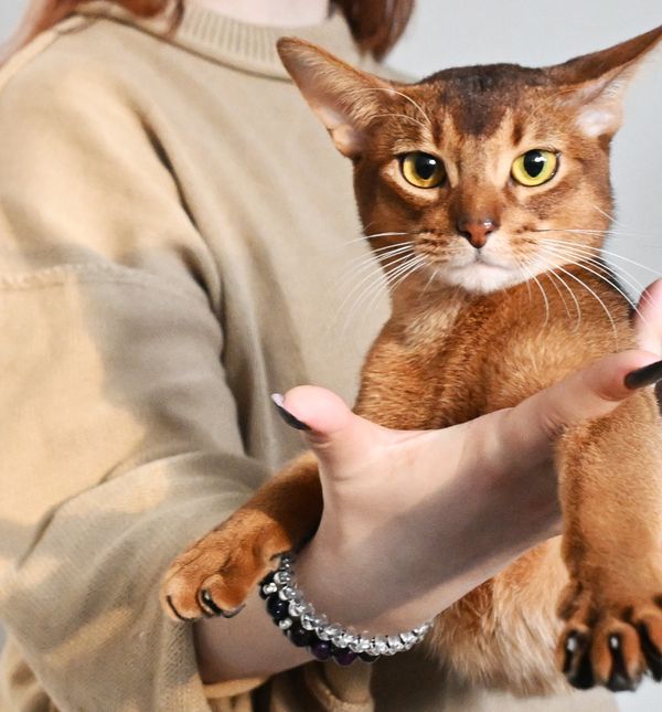 Abesinska mačka Darlen Fleur Dalmore Black proglašena je najljepšom mačkom na svijetu