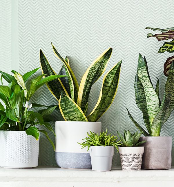 Neke biljke trebaju malo drugačiju njegu