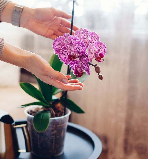Orhideje nisu zahtjevne ako razumijete njihove osnovne potrebe