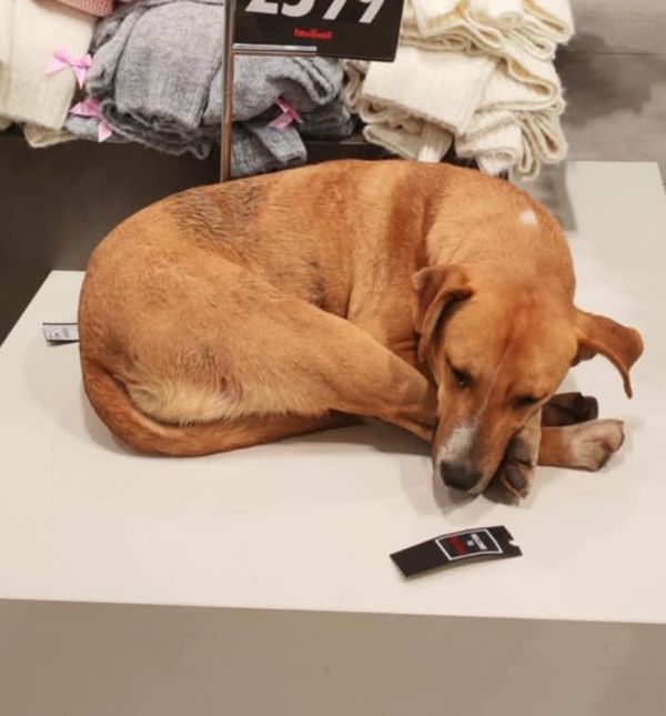 Pas je pronašao utočište u trgovini