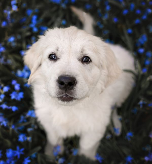Mitologija može biti savršena polazišna točka i kada biramo ime za kućnog ljubimca