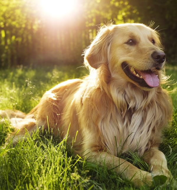Zlatni retriver je omiljen zbog svog karaktera, ali i pasmina s vrlo visokom učestalošću obolijevanja od raka