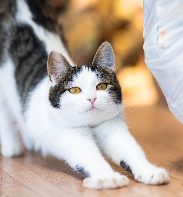 U mnogim slučajevima protezanje je poziv na interakciju – mačka možda želi vašu pažnju, maženje ili čak malo igre