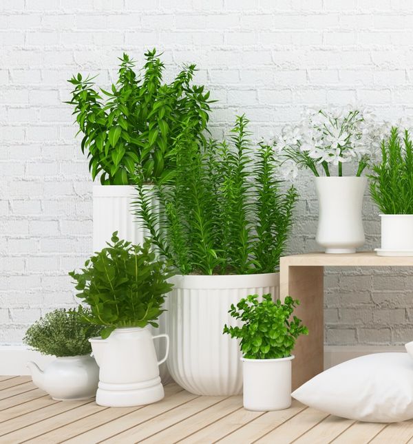 Vaše omiljene biljke ne moraju uvenuti ako idete na godišnji odmor