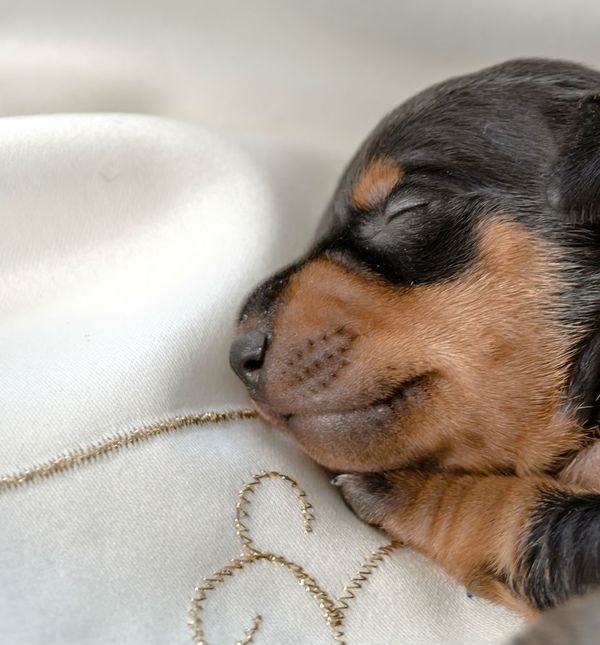 Štenci su preslatki, ali i oni jednom moraju odrasti