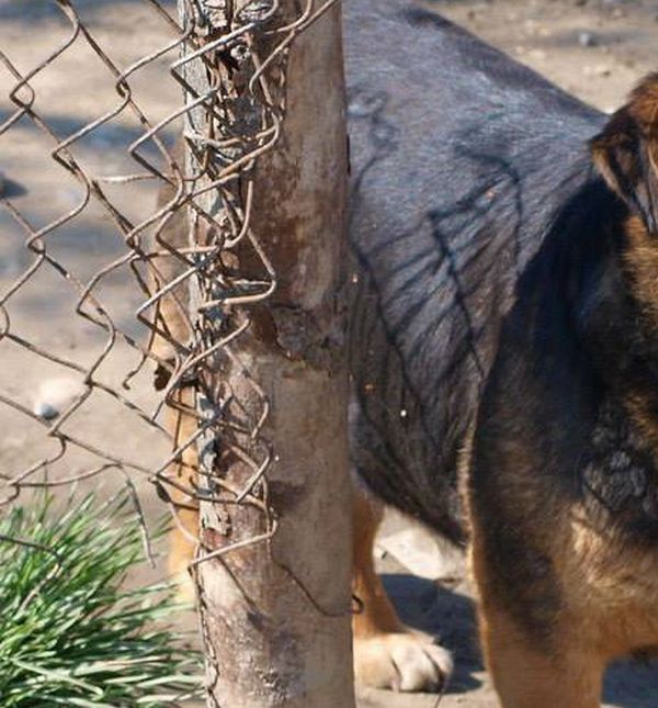 Psi iz romskih nasilja trebaju našu pomoć