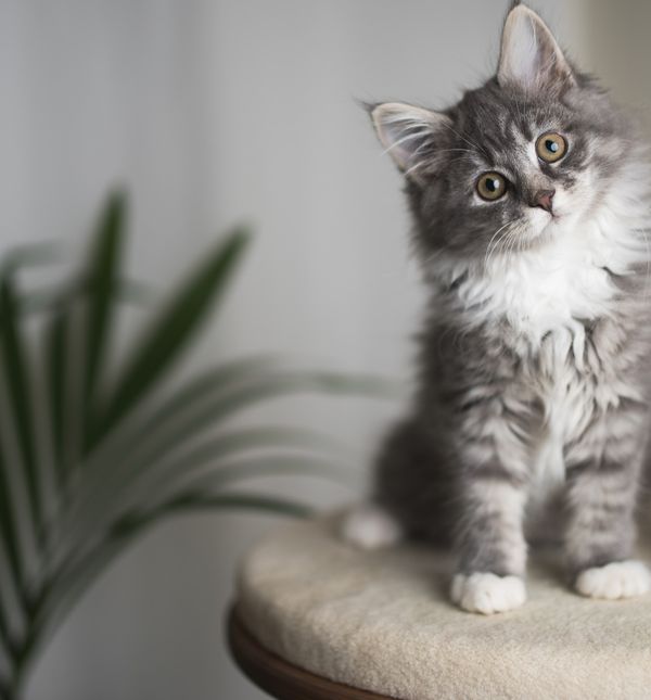 Vlasnikova osobnost utječe na ponašanje mačaka