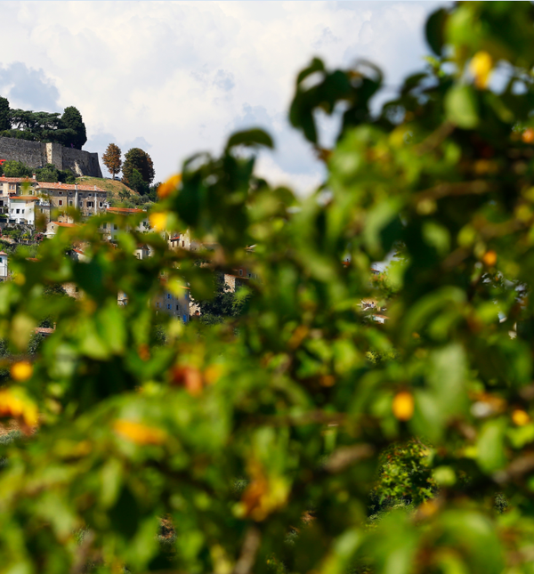 Motovun je festival bez jednokratne plastike