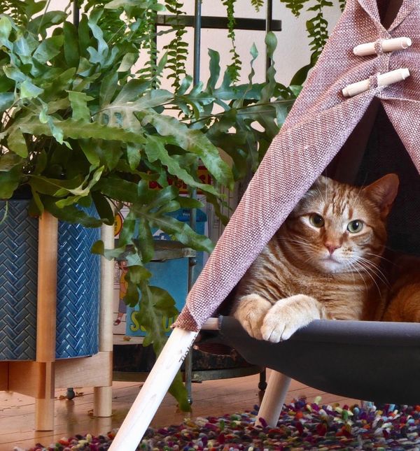 Šator za mace izgleda poput pravog malog indijanskog šatorčića