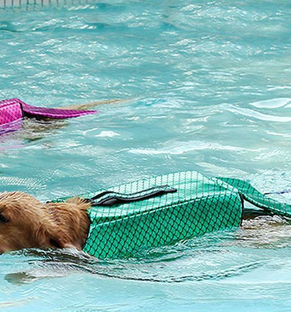 Prsluk koji psa pretvara u sirenu