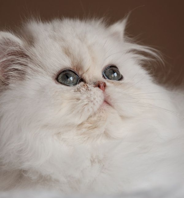 Perzijska mačka želi kraljevski tretman i gotovo uvijek ga dobije