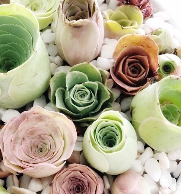 Ružica-sukulent osvaja svojim romantičnim izgledom