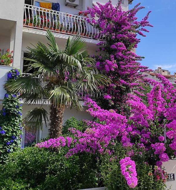 Veličanstvena bugenvilija koja krasi Denisovu kuću oduševljava i domaće i turiste