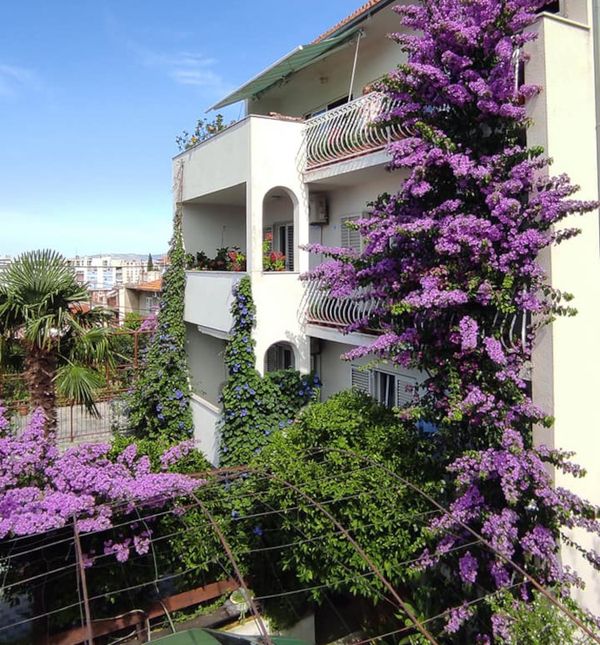 Denis Bojčić iz Splita strastveni je uzgajivač bugenvilija, hibiskusa i ostalog bilja