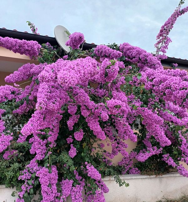 Bugenvilija koja raste u Privlaci kod Zadra ovo ljeto nadmašila je samu sebe