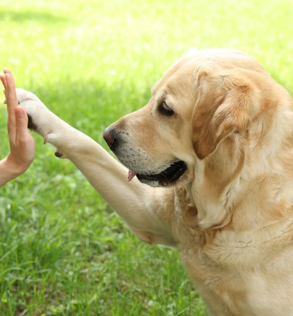 Svi vlasnici pasa u Austriji morat će proći obuku