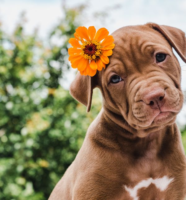 Pas ne smije živjeti vani bez pristupa u kuću, psi su društvena bića i potrebna im je blizina čovjeka i obitelji