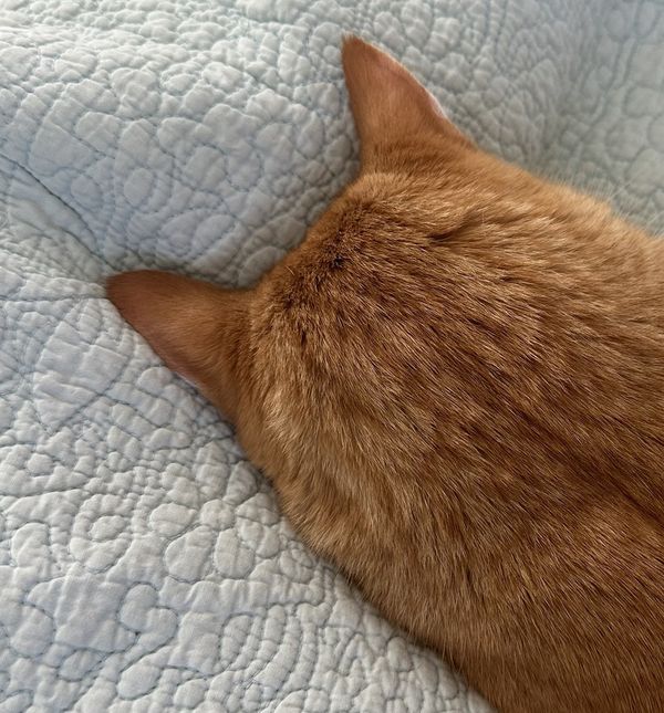 Maca Penny spava s licem prema dolje