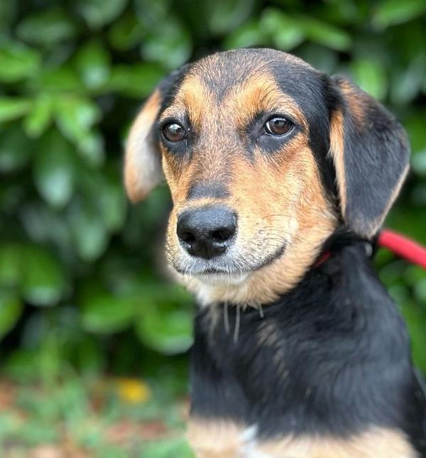 'Njušimo ljubav' je nova akcija udomljavanja u Skloništu Dumovec