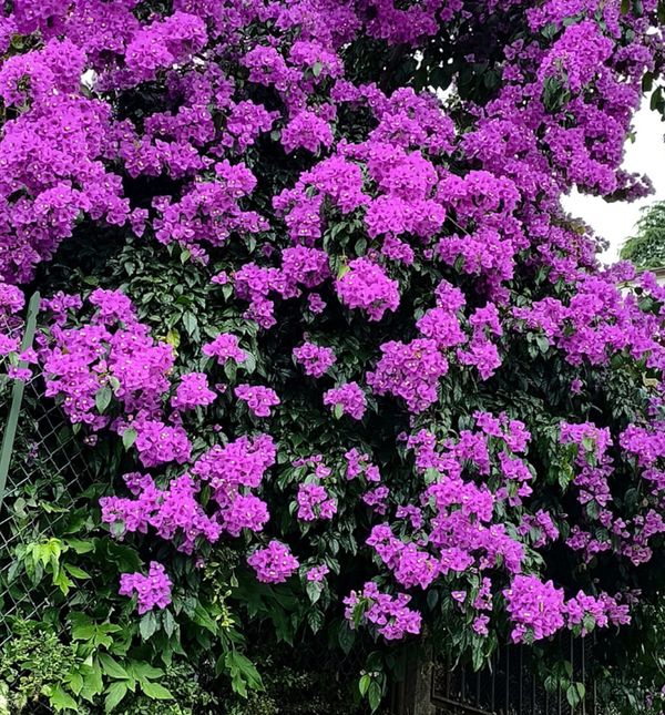 Prekrasna bugenvilija u Opatiji