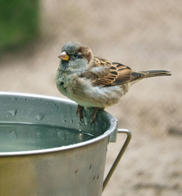Posude s vodom za žedne životinje mogu se ostaviti na balkonu, u vrtu, parku