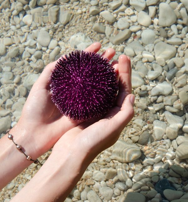 Morski jež znak je čistoće mora, ali susret s njima zna biti neugodan