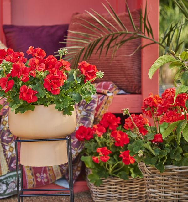 Pelargonije mogu izdržati intenzivna sunčana razdoblja i ekstremne vrućine