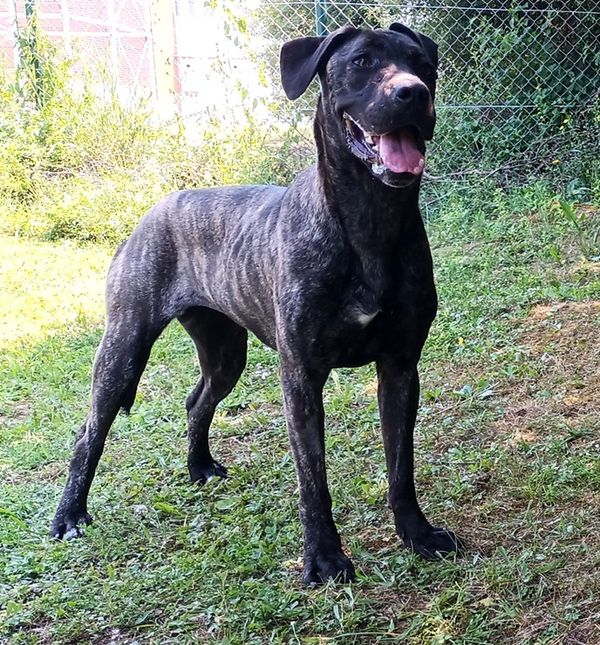 Catherine i Balto u Dumovcu čekaju svoj novi dom