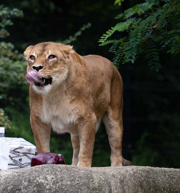 Lavice Ayana i Nyota iz zagrebačkog zoo vrta slave 19. rođendan