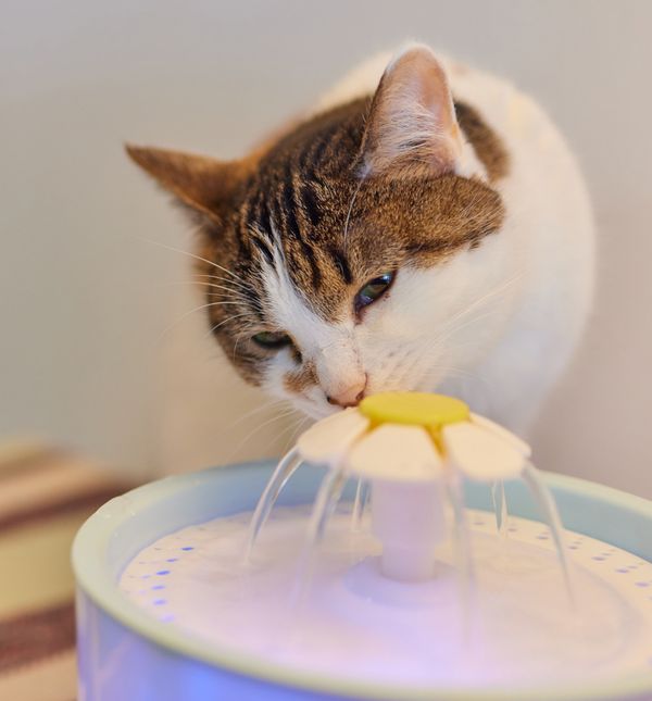 Mačje fontane oponašaju protok vode iz slavine i mogu biti pravi hit, pogotovo kod znatiželjnih maca