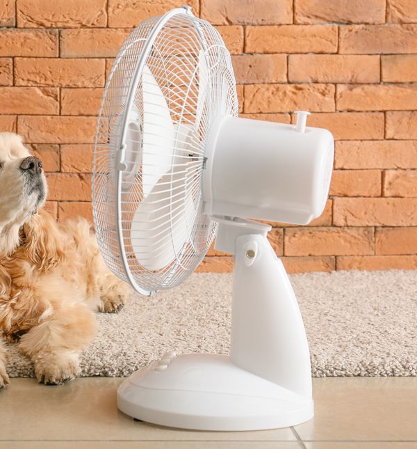 Psu možete pomoći na nekoliko načina da se rashladi