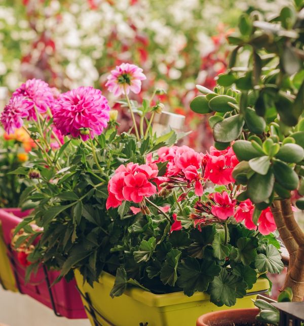 Ne treba sve cvijeće obilno zalijevati kada je vruće