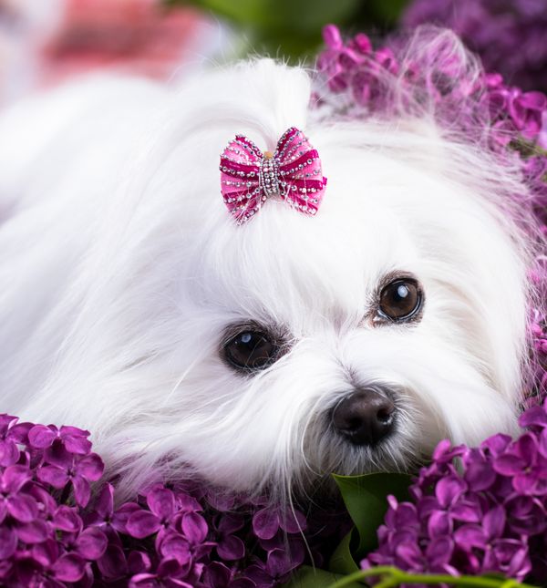 Unatoč aristokratskom izgledu, maltezer je razigran, veseo i pun energije