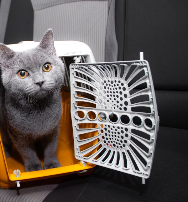 Umjesto da izvlačite transporter samo kada idete veterinaru, učinite ga dijelom svakodnevice