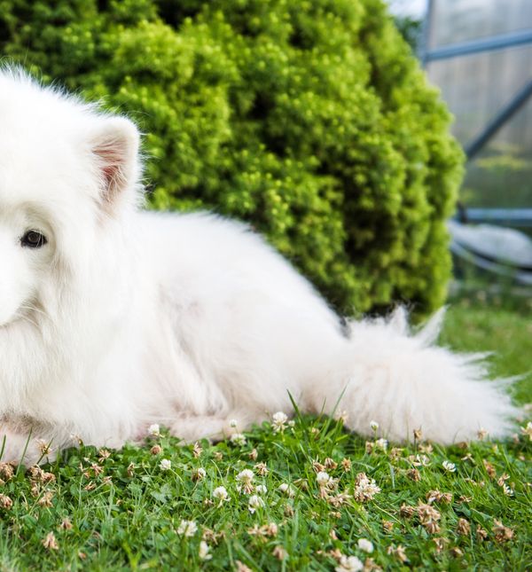 Samojed je poznat po svojoj prekrasnoj gustoj bijeloj dlaci