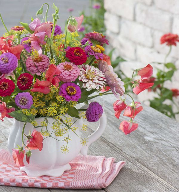 Cvijet cinija jedan je od najljepših i najzahvalnijih cvjetova za vrt