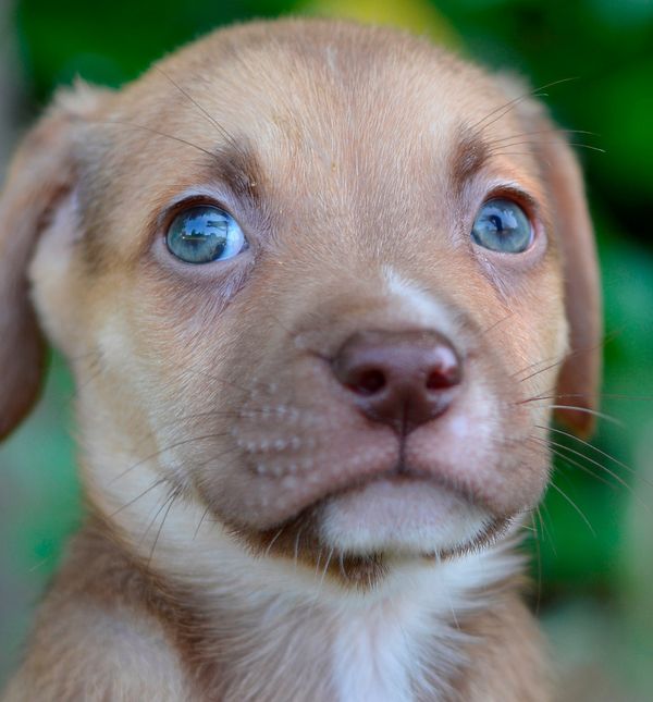 Sklonište Dumovec u subotu ima Dan otvorenih vrata