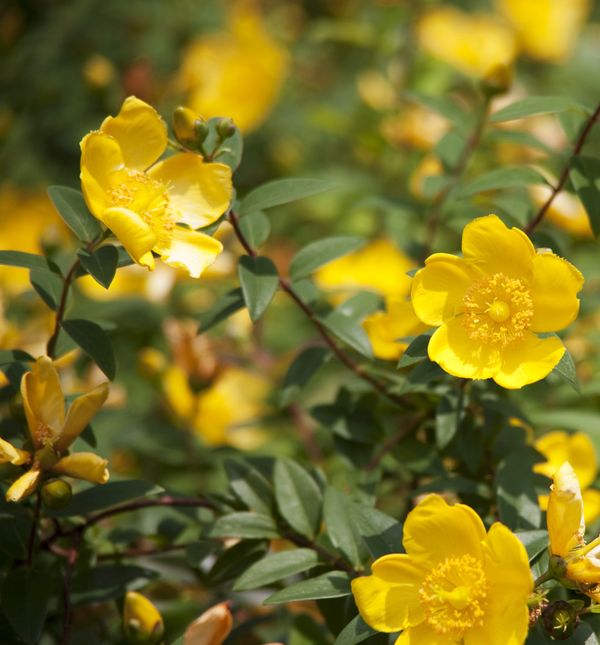Gospina trava ima brojne velike zlatno-žute cvjetove koji nalikuju zvjezdicama