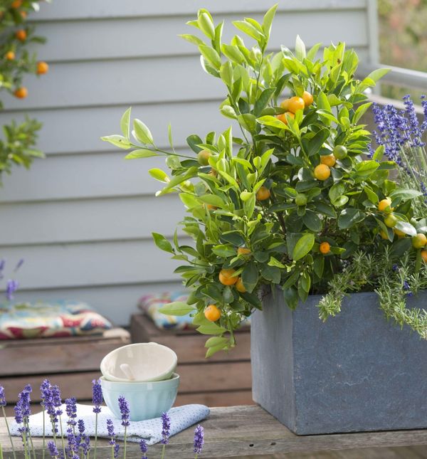 I miris lavande pomaže protiv dosadnih komaraca