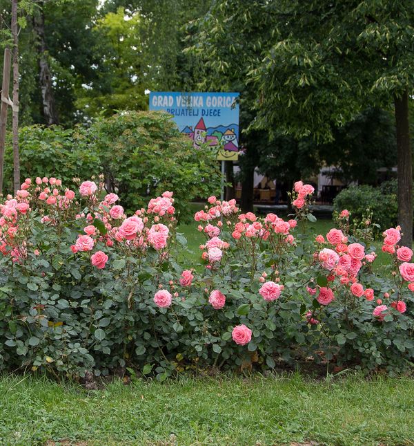 Velika Gorica ima svoju ružu koja krasi nekoliko lokacija u gradu