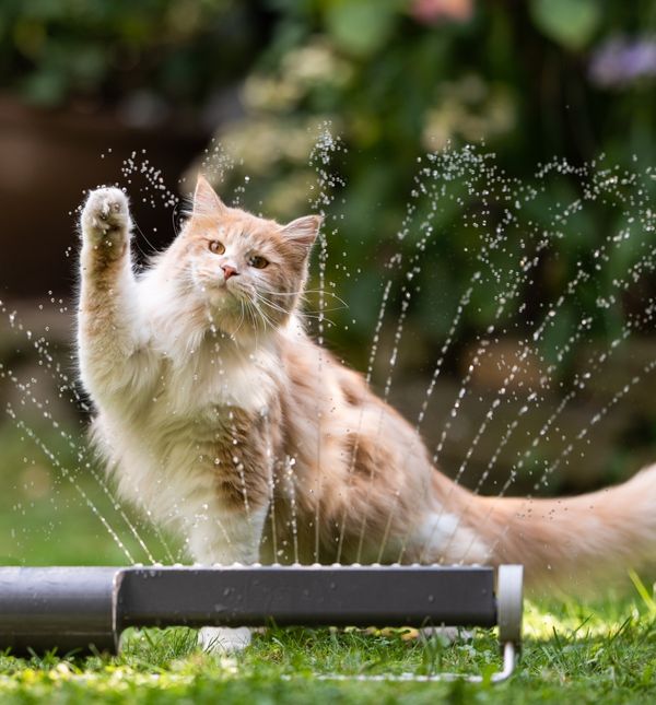 Kako najbrže pomoći vašoj ljubimici kad joj je vruće?