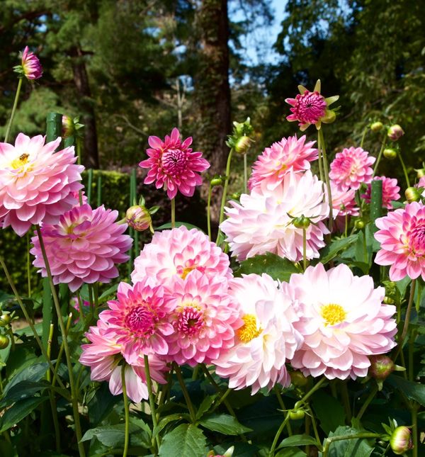 Dalija je jedan od najljepših cvjetova na svijetu