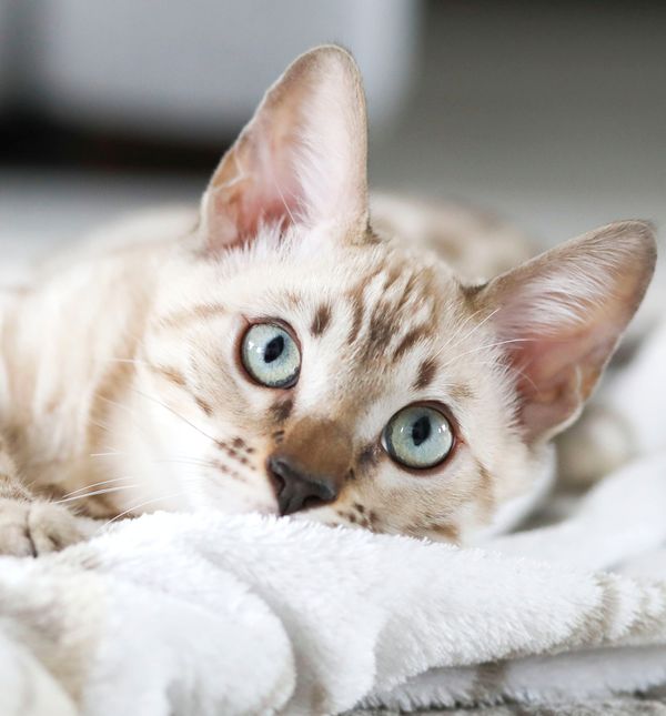 Mačke su često vrlo oprezne u odabiru kome će pokloniti svoje povjerenje