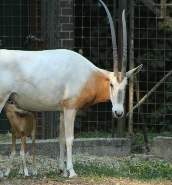 Deset dana stara oriksica iz zagrebačkog zoo vrta lijepo napreduje